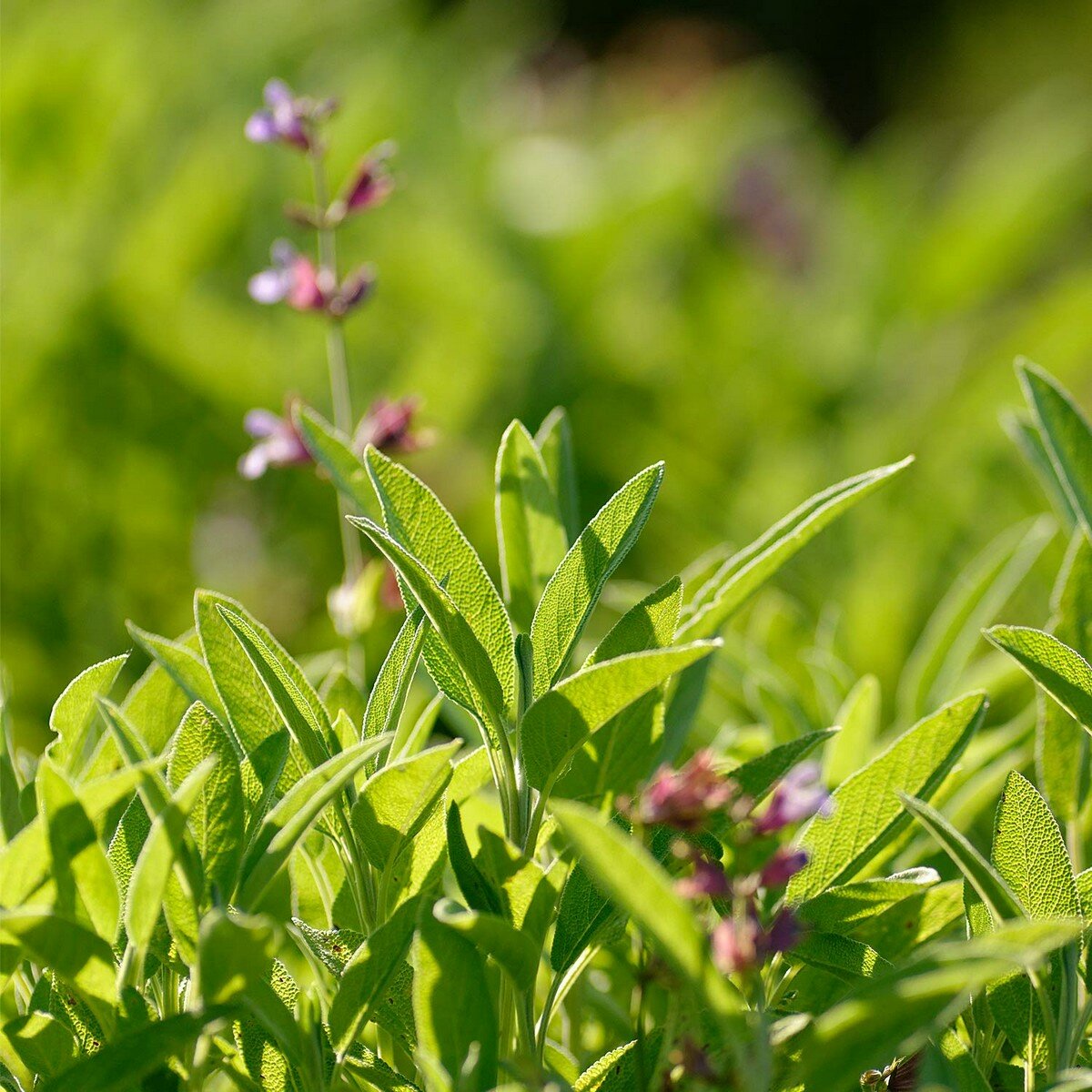 Weleda Cos Gel Bucal De Salvia 30ml