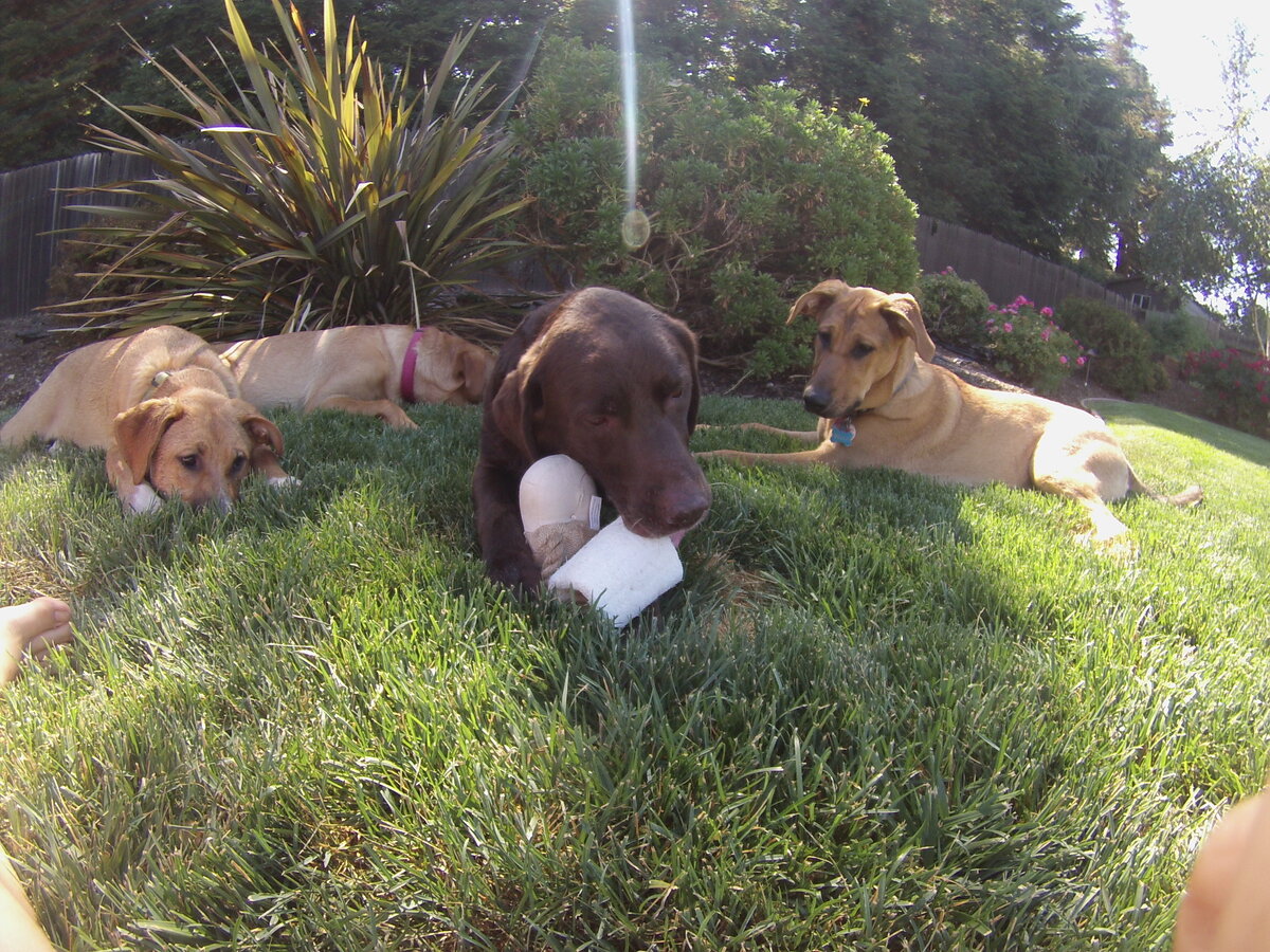 Loofah Buddy Hunde Spielzeug 1 Stück